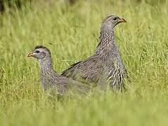 Cape Spurfowl