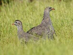 Francolin criard