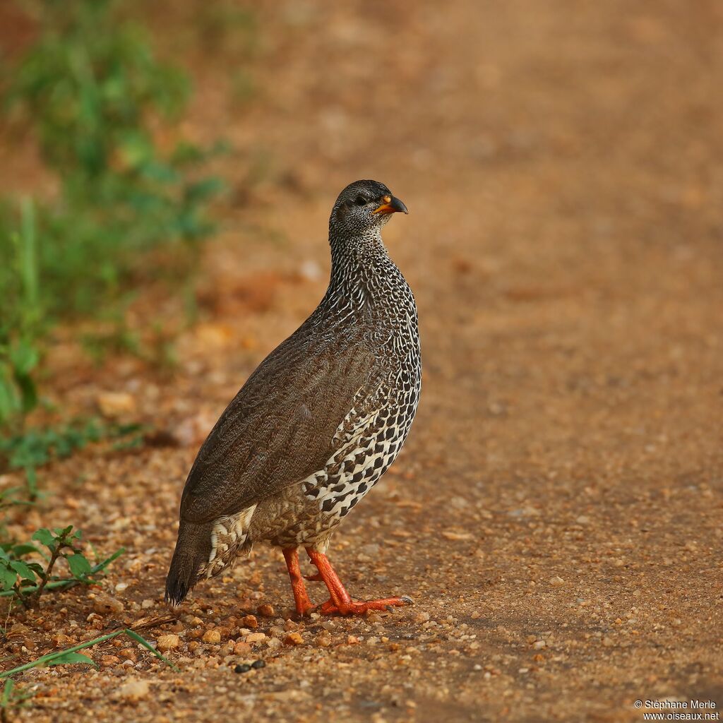 Francolin de Hildebrandtadulte