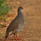Francolin de Hildebrandt