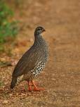 Francolin de Hildebrandt