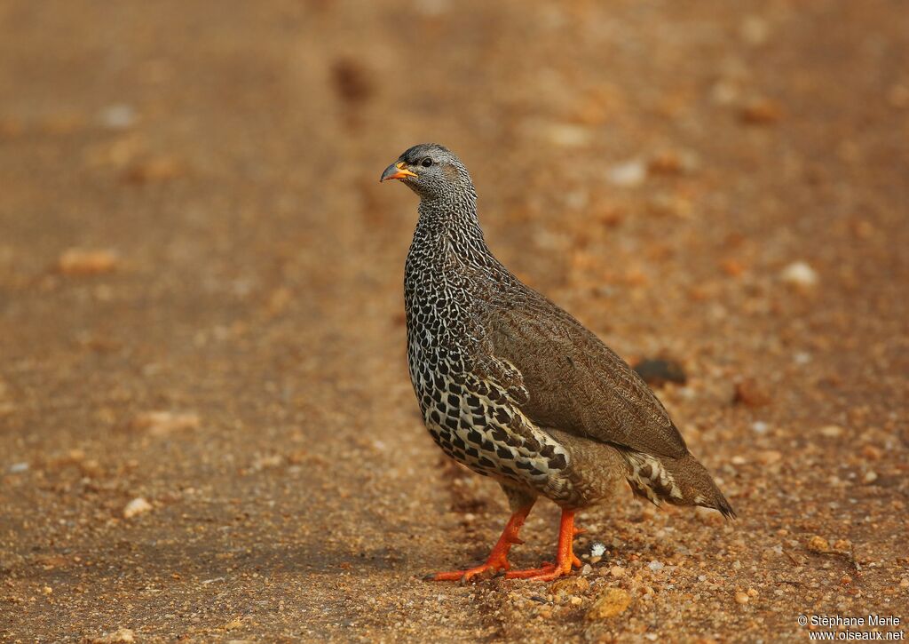 Francolin de Hildebrandtadulte