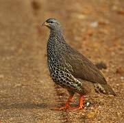 Hildebrandt's Spurfowl