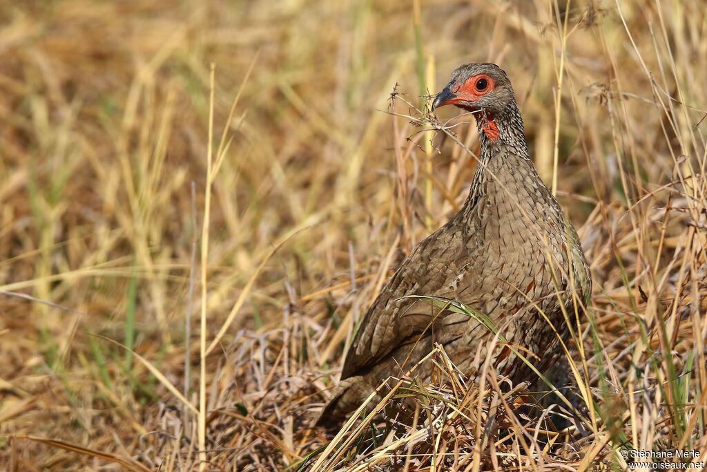 Francolin de Swainsonadulte