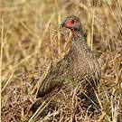 Francolin de Swainson