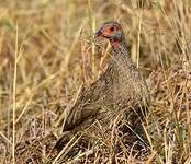 Francolin de Swainson