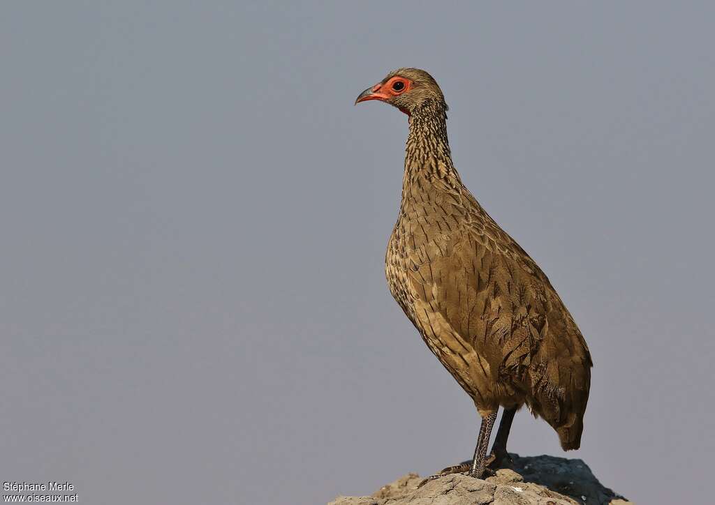 Francolin de Swainsonadulte, pigmentation, Comportement