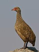 Francolin de Swainson