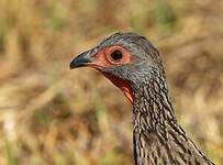 Francolin de Swainson