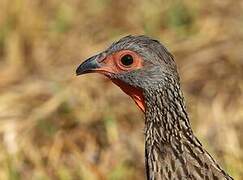 Swainson's Spurfowl