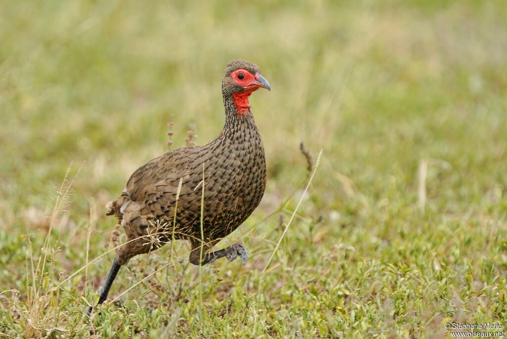 Francolin de Swainsonadulte