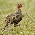 Francolin de Swainson