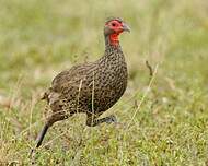 Francolin de Swainson