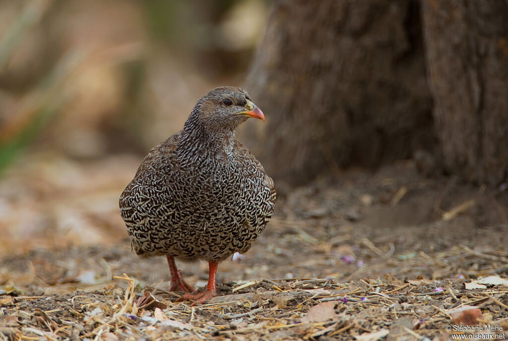 Francolin du Natal