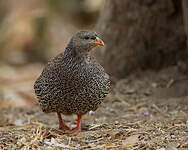 Francolin du Natal