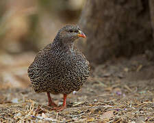 Natal Spurfowl