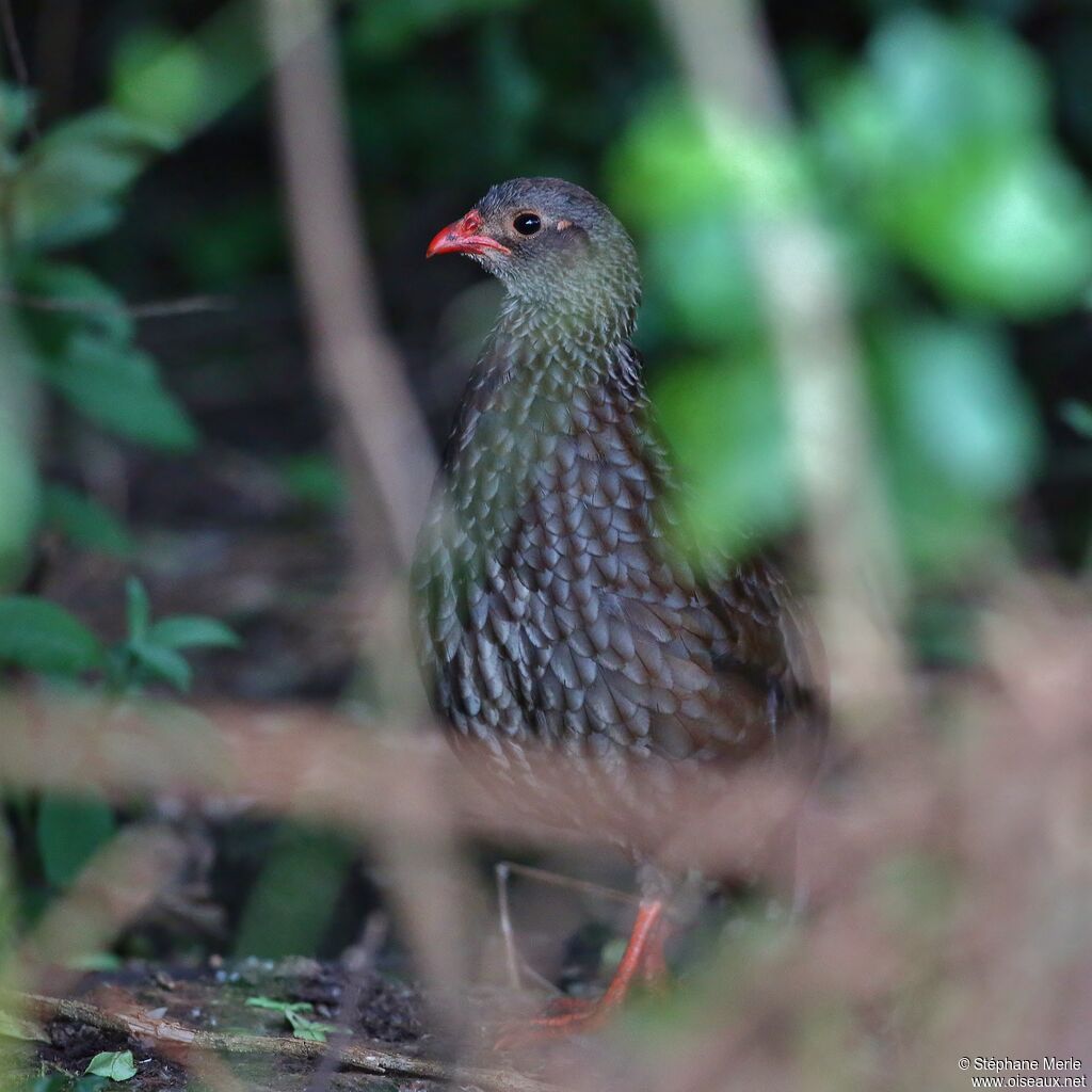 Francolin écailléadulte