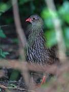 Scaly Spurfowl