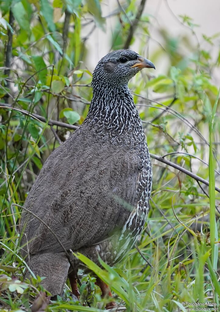 Scaly Spurfowl