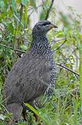 Scaly Spurfowl