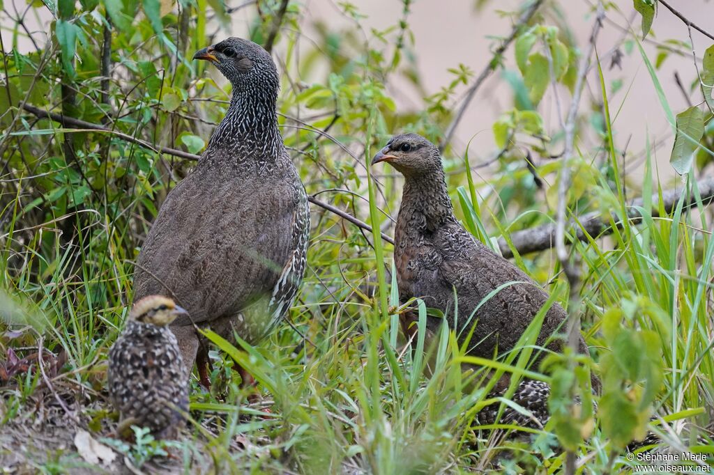 Scaly Spurfowl