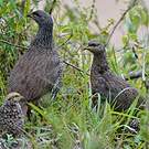 Francolin écaillé