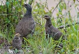 Scaly Spurfowl