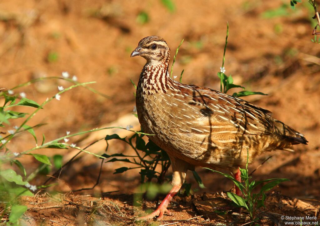 Francolin huppéadulte