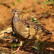 Francolin huppé