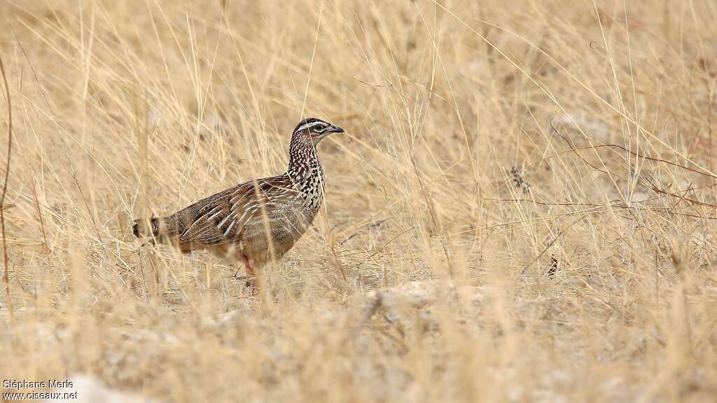 Crested Francolinadult, habitat