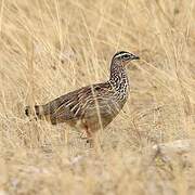 Crested Francolin