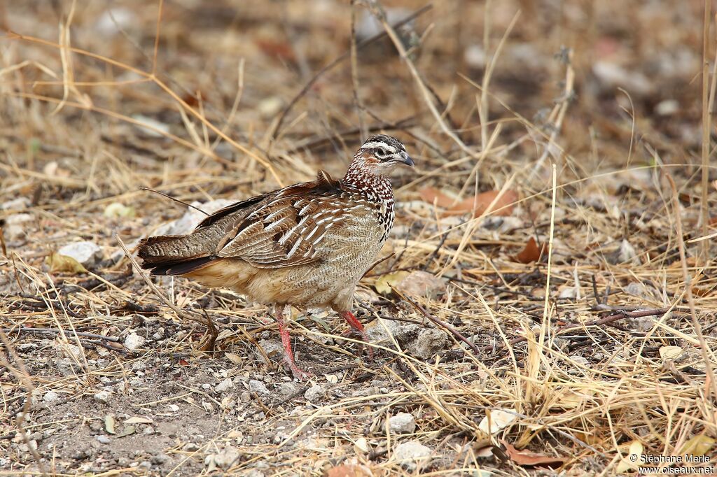 Francolin huppé