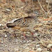 Francolin huppé