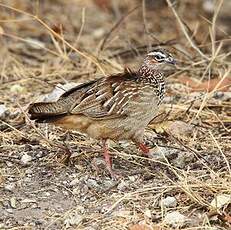 Francolin huppé