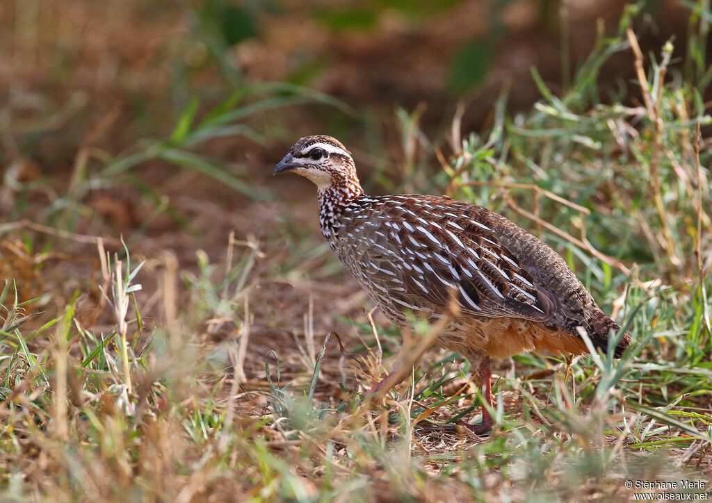 Francolin huppé