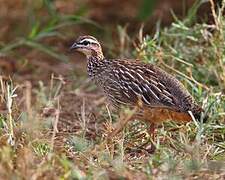 Crested Francolin