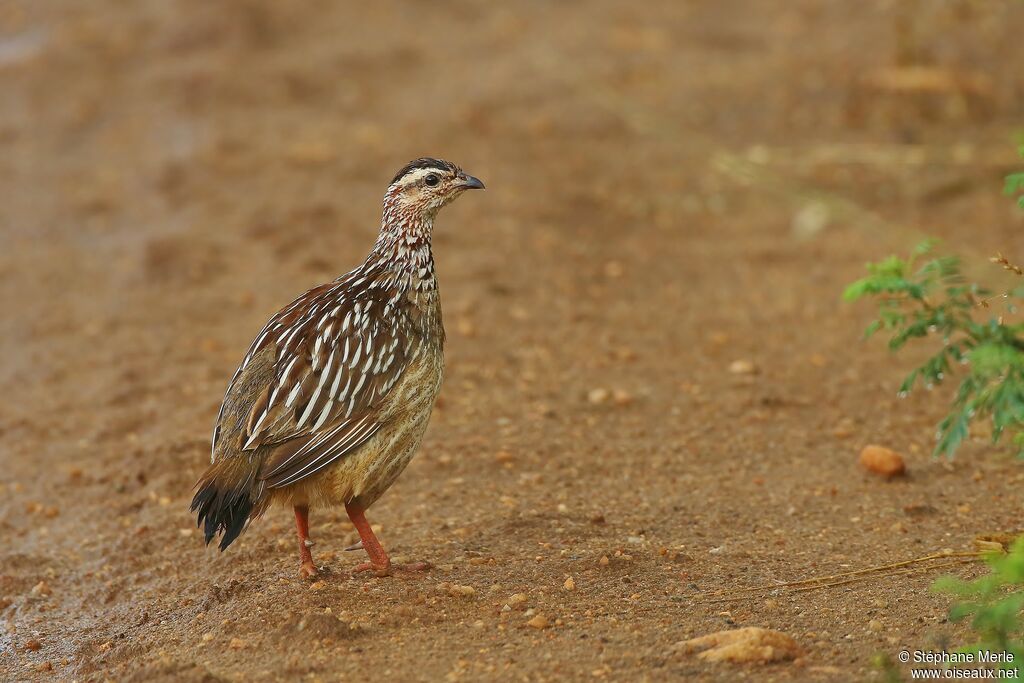 Francolin huppéadulte