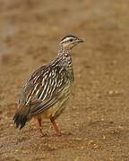 Crested Francolin