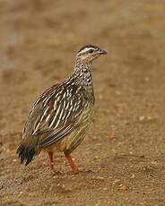 Francolin huppé