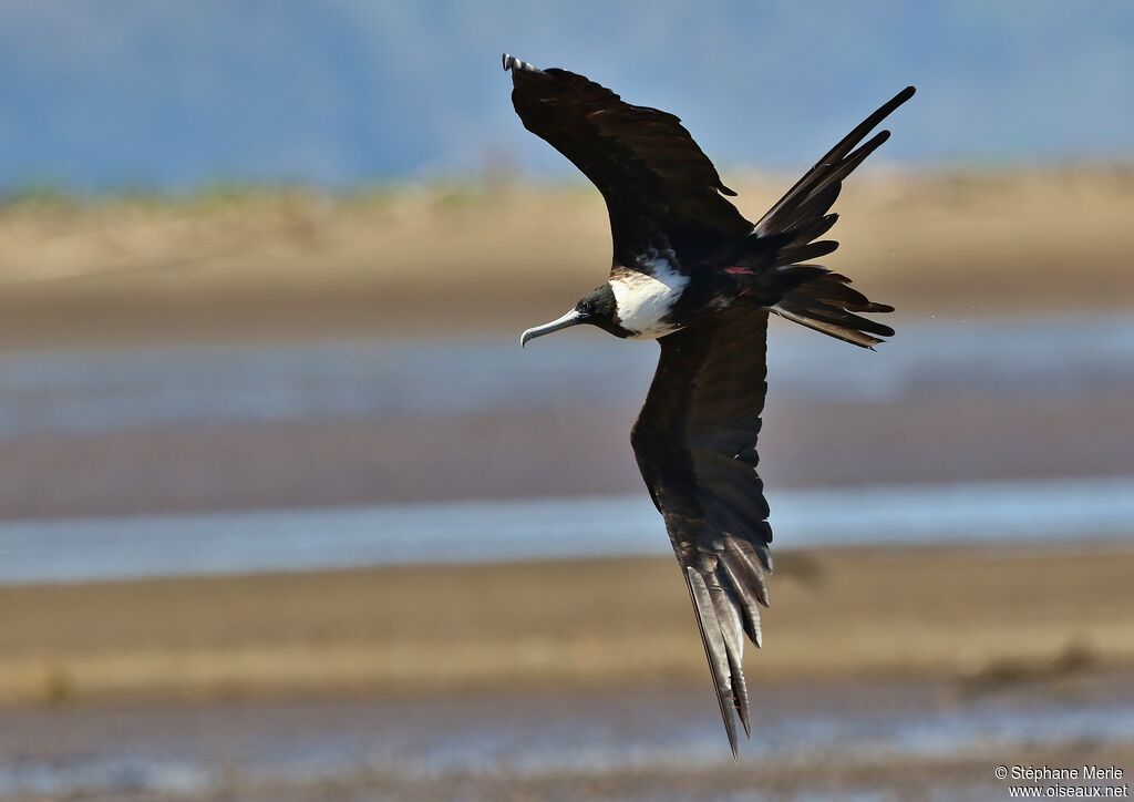 Magnificent Frigatebird female adult