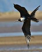 Magnificent Frigatebird