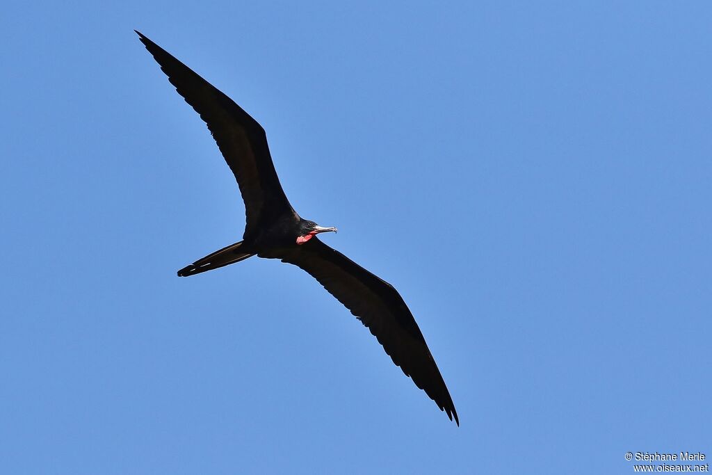 Magnificent Frigatebird male adult