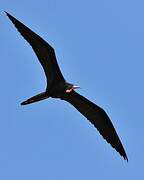 Magnificent Frigatebird