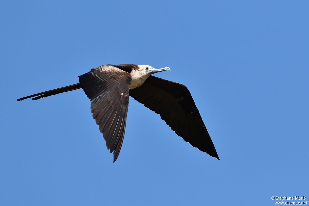 Magnificent Frigatebirdjuvenile