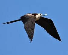 Magnificent Frigatebird