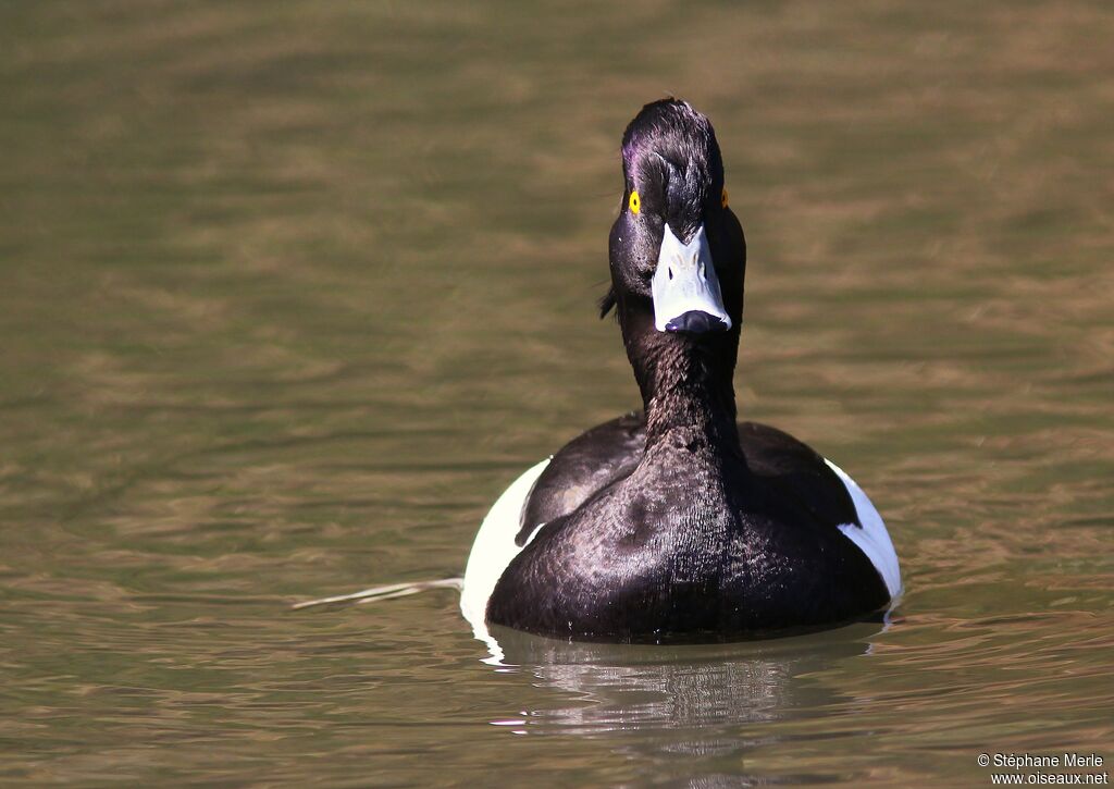 Tufted Duck male adult