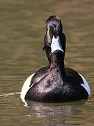 Tufted Duck