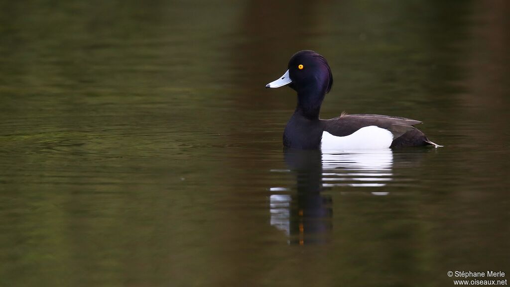 Tufted Duck male adult