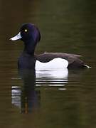 Tufted Duck