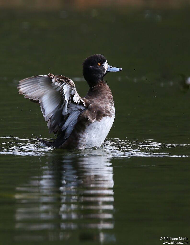 Tufted Duck female